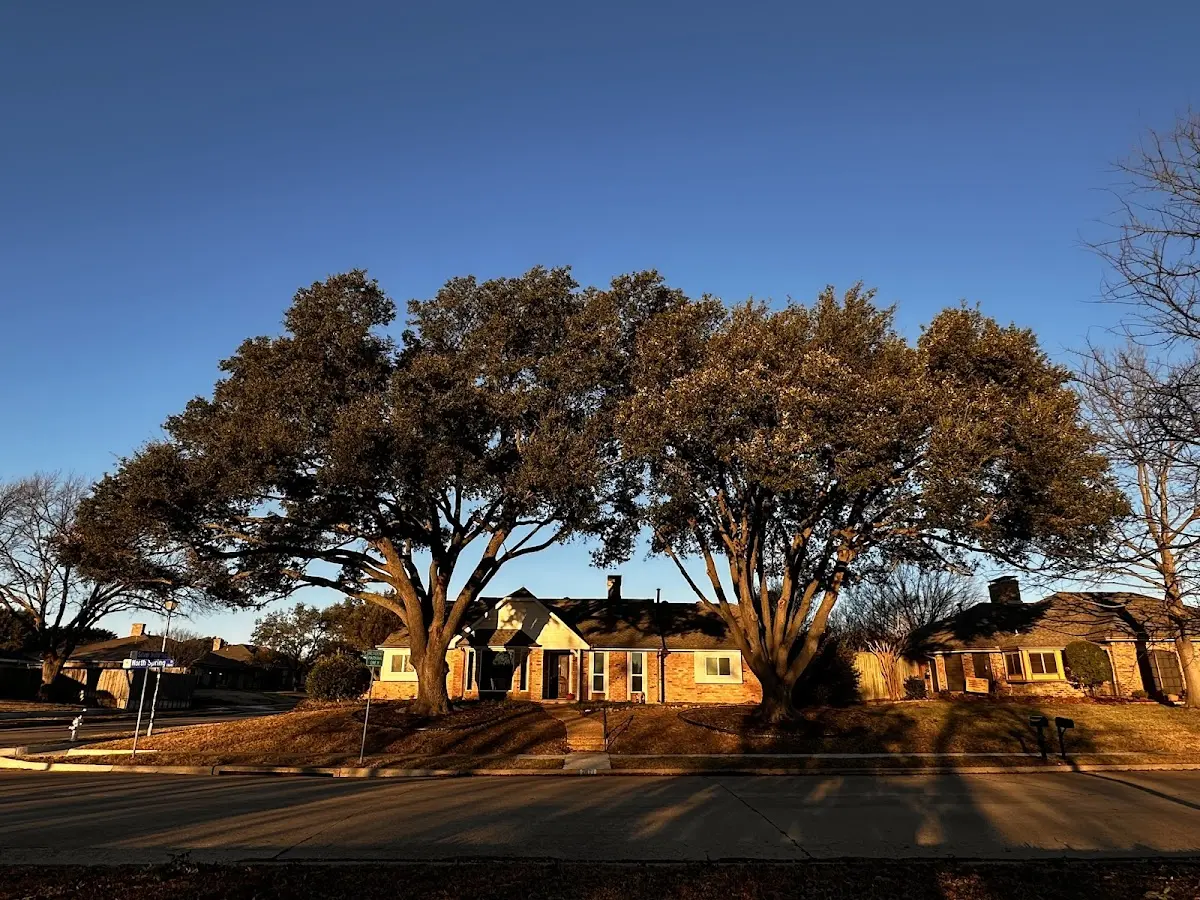 Established residential canopy tree shading a home in Huntington